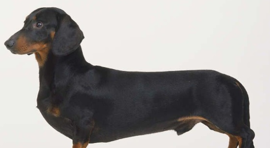 腊肠犬发情怎么看?有三种方法 腊肠犬发情怎么看?有三种方法