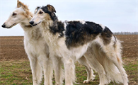 苏俄猎狼犬感冒怎么办?来这里看看吧