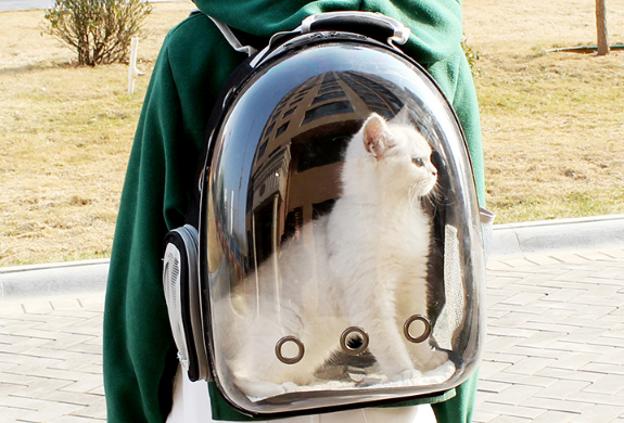 猫包怎么装 猫包怎么装