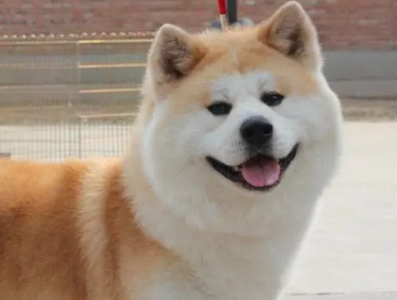 秋田犬发情期大概多久？宠主来了解下吧