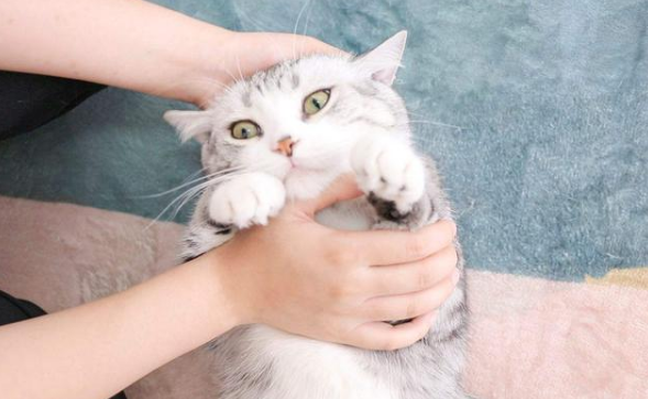养猫的女人都是渣女 养猫的女人都是渣女
