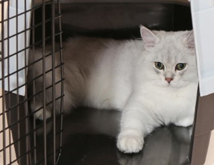 猫咪托运有安全保障吗