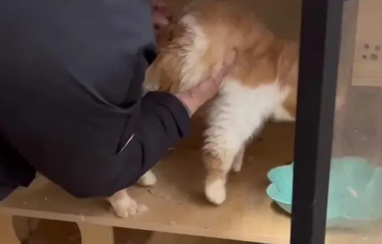 猫舍断粮,饿了两天的加菲猫险被扔,被收养后都饿坏了 猫舍断粮,饿了两天的加菲猫险被扔,被收养后都饿坏了