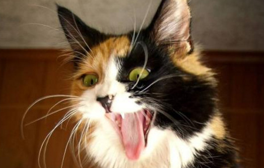 猫咪极度害怕的表现