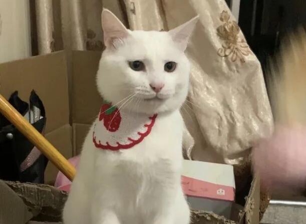 猫咪能听懂人说话吗