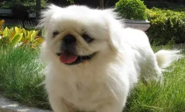 北京犬怎么养？这些饲养建议值得收藏