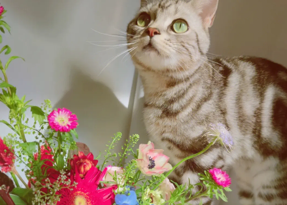 养猫可以养什么花
