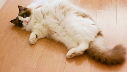 怎么判断猫咪发完情了