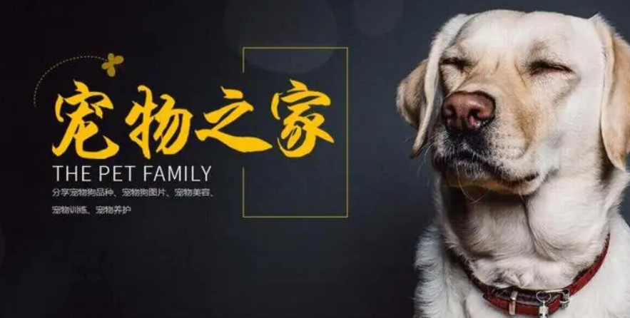 宠物网站哪个最好