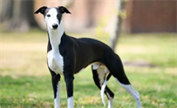 惠比特犬吃什么？想养宠主学习一下