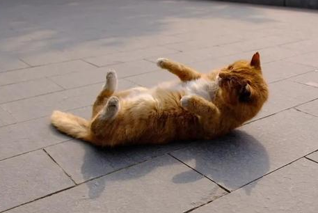 猫咪为什么光打滚