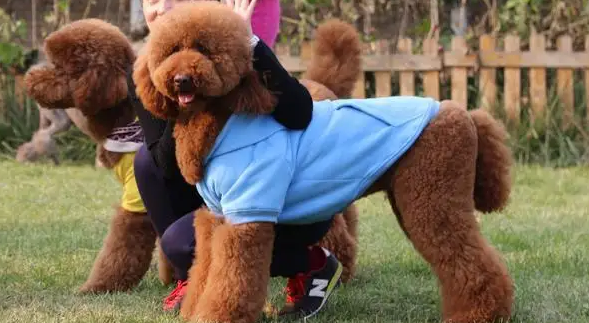 巨型贵宾犬怎么训练?我教你 巨型贵宾犬怎么训练?我教你