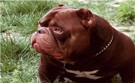 怎么看美国恶霸犬好不好?该怎么挑选好的恶霸犬?