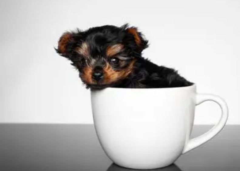 和大家分享一下,茶杯犬发烧治疗方法 和大家分享一下,茶杯犬发烧治疗方法