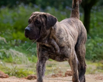 养宠小知识：加纳利犬卧倒怎么训练？