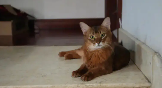看这里，来了解怎么治疗索马里猫幽门阻塞？
