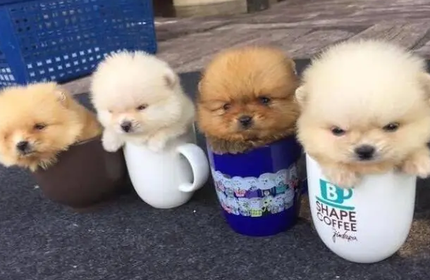 今日科普：茶杯犬一般长多大？