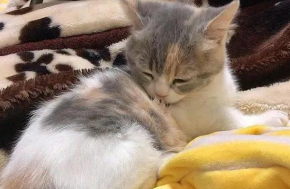 猫咪舔小狗屁股是为啥