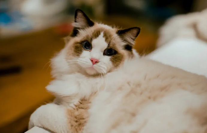 猫咪刚到家晚上为什么叫 猫咪刚到家晚上为什么叫