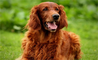 爱尔兰雪达犬发情怎么办?饲主来看看吧