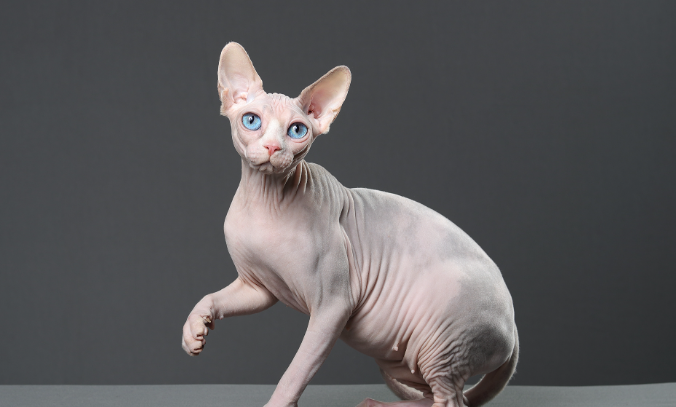 斯芬克斯猫的缺点有哪些?看这~ 斯芬克斯猫的缺点有哪些?看这~