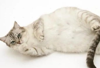 小猫胎死腹中母猫征兆
