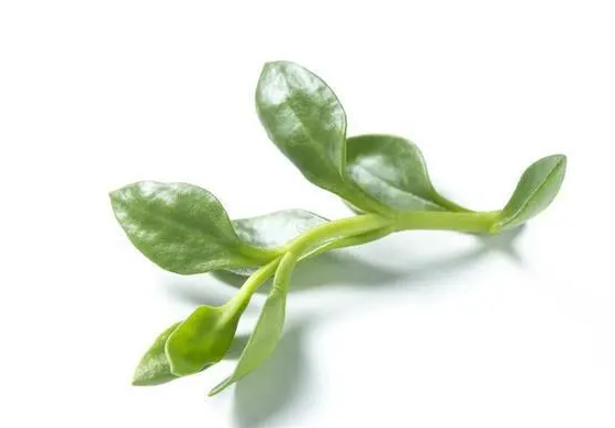 黄芪多糖和穿心莲配伍