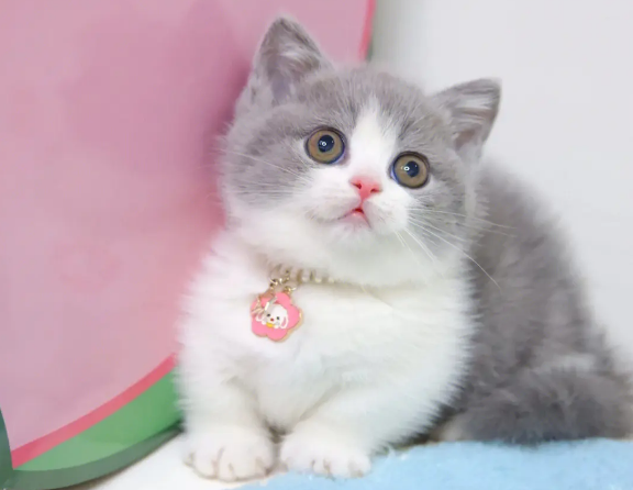 有长不大的小猫吗