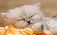 猫咪为什么忽然喜欢独睡