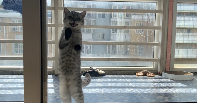 猫咪需要擦玻璃吗为什么呢
