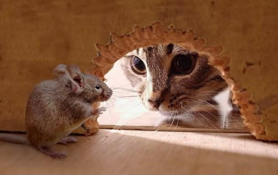 宠物猫吃老鼠对身体有害吗? 宠物猫吃老鼠对身体有害吗?