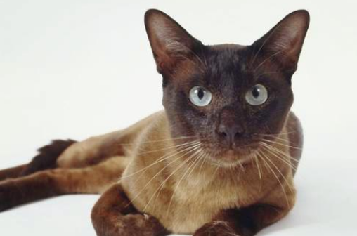 哈瓦那棕猫受伤怎么处理?如何去做呢? 哈瓦那棕猫受伤怎么处理?如何去做呢?