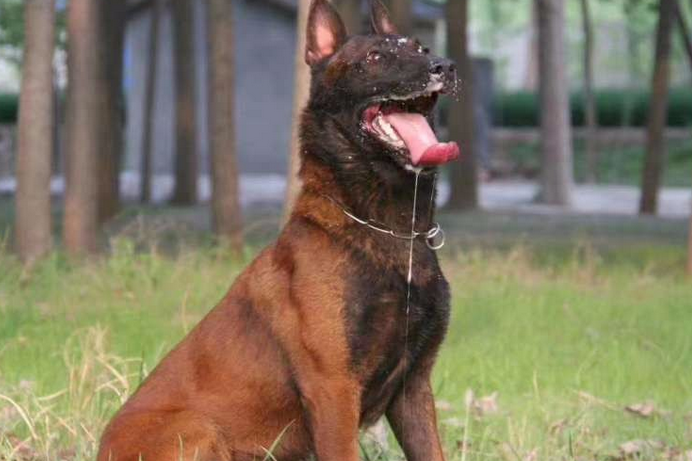 马犬几个月开始换颜色,你们知道吗? 马犬几个月开始换颜色,你们知道吗?