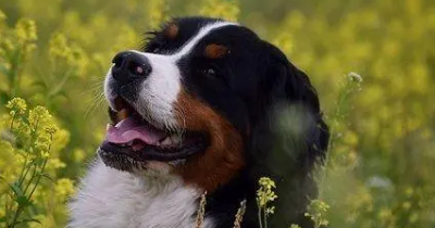 伯恩山犬发烧怎么办?这里有解决办法~ 伯恩山犬发烧怎么办?这里有解决办法~