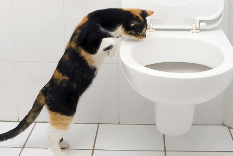 猫一直对着卫生间叫为什么