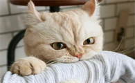 刚到家的猫咬人怎么办