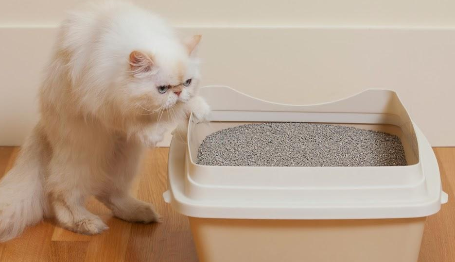 猫咪为啥会用猫砂