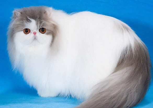 世界上最笨的3种猫