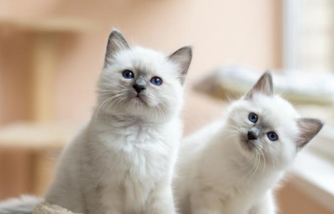 猫的用品一共要多少钱