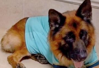 网红狗糯米死了