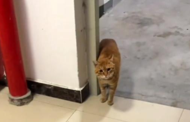 因一顿饭，流浪猫爬25楼求收养，被拒绝后依依不舍地离开