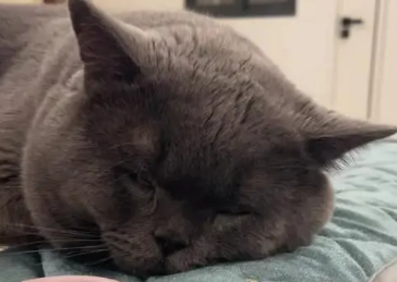 小猫会做噩梦吗