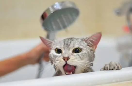 有些猫咪不能洗澡吗为什么呢