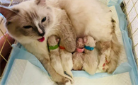 猫咪生产为什么没有宫缩的感觉