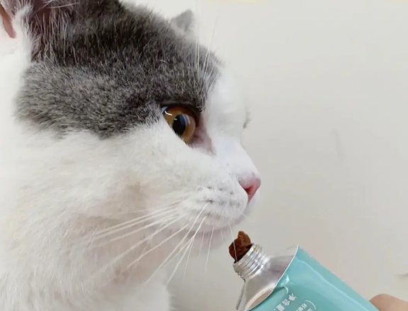 猫咪不吃安心膏怎么回事