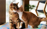 配猫需要把猫放在公猫家吗