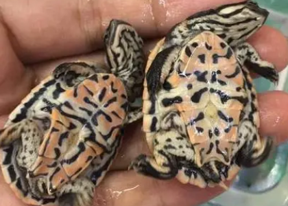 花面蟾头龟价格多少？速来了解