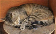 为什么看不到死的流浪猫