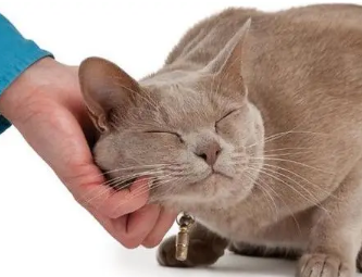 猫咪为什么会蹭人脸呢怎么回事