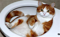 猫咪为什么钻马桶里面